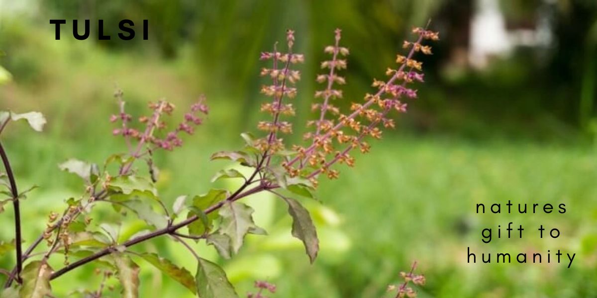 Tulsi: Mother Nature’s Gift to Humanity.